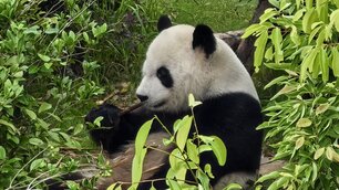 Pandas hautnah 大熊猫